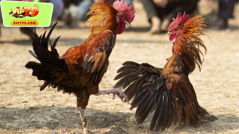 Giới thiệu về đá gà đẳng cấp