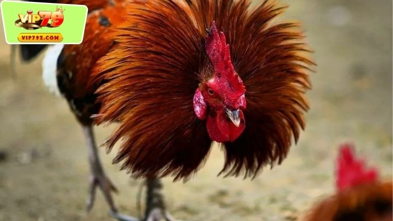 Những yếu tố tạo nên một trận Đá gà đẳng cấp