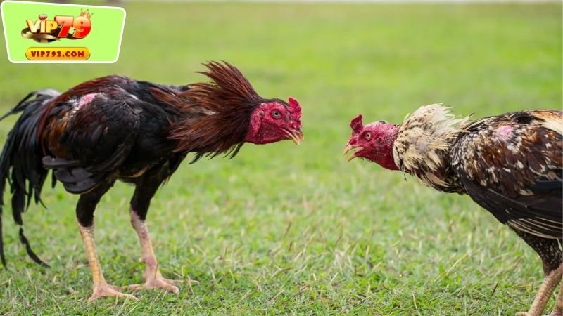 Các hình thức Đá gà đẳng cấp phổ biến hiện nay