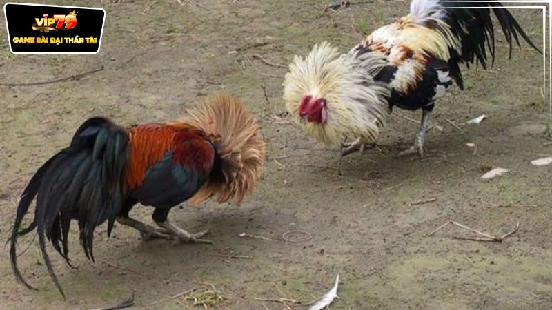 Giới thiệu về đấu trường gà sắt Philippines