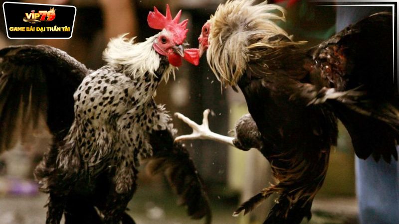 Các quy tắc và hình thức cược đấu trường gà sắt Philippines