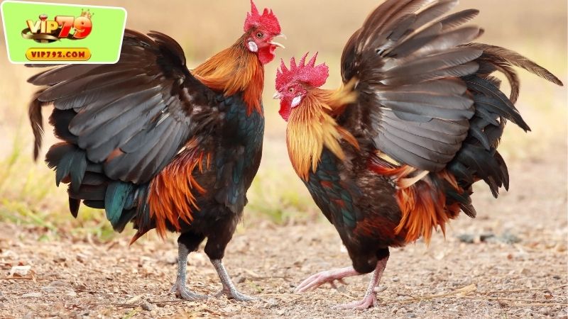 Kỹ Thuật Nuôi Và Huấn Luyện Gà Chiến Campuchia