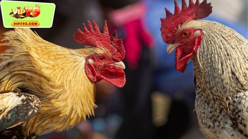 Những Trận Đấu Gà Nổi Tiếng Ở Campuchia